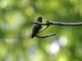 CR - 60 * Rufous-tailed Hummingbird